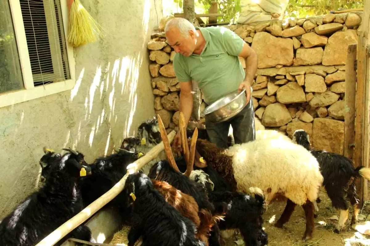 eski hukumlu tahir keskin is kur destegiyle 200 keci surusune ulasti N2dGGOsZ.jpg